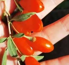 科技激發(fā)小紅果大能量，走進(jìn)寧夏百瑞源枸杞